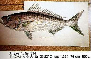Arripes trutta